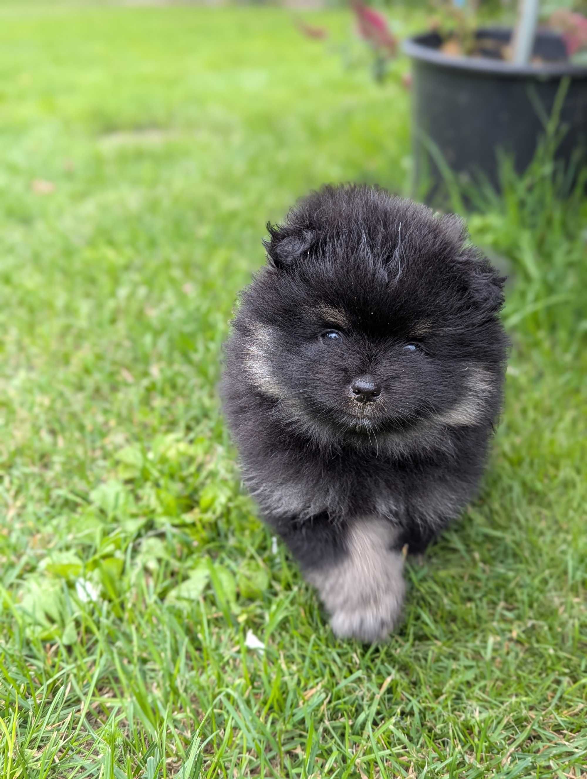 Szpic miniaturowy, pomeranian