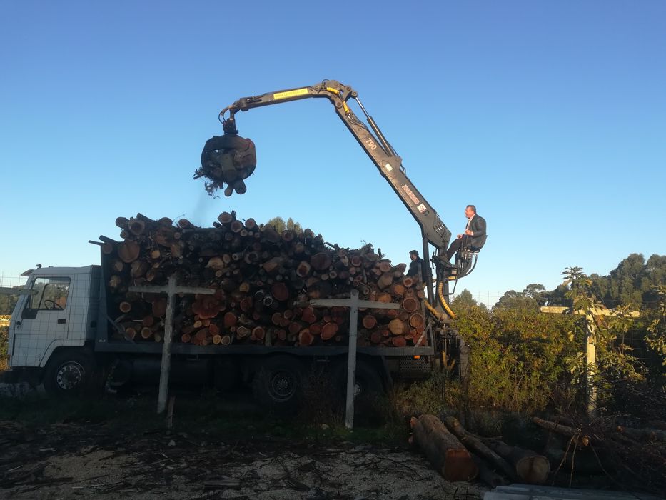 Lenha, carvalho, ocalipto, astraria e etc