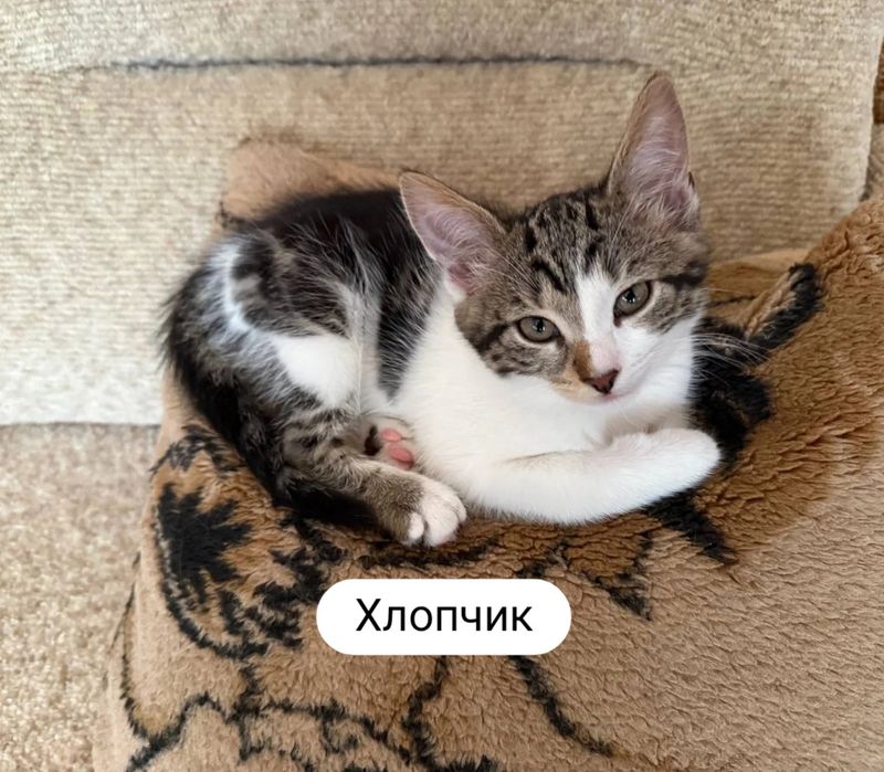 Котенок в хорошие руки. Котята даром. Кот. Котик бесплатно