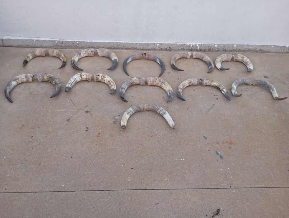 Cornos touro bravo vendo ou alugo