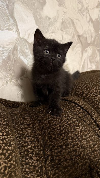 Віддам у добрі руки