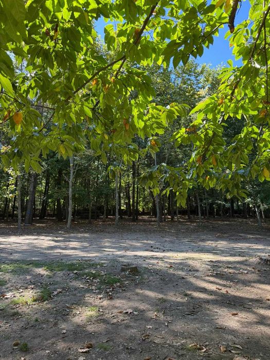 Espaço para Festas- Bosque do Choupal