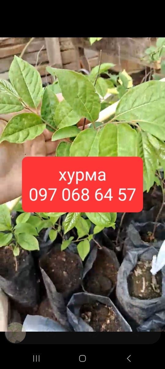 Хурма. Зизифус. Саженцы.