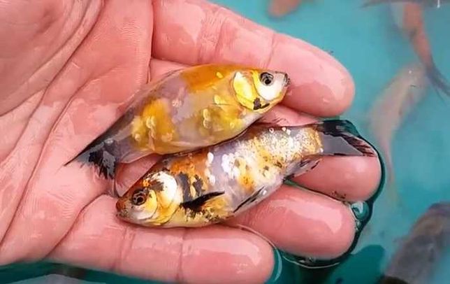 Продам  малек рибок, дикі комети / шубункін (разноцветный карась)