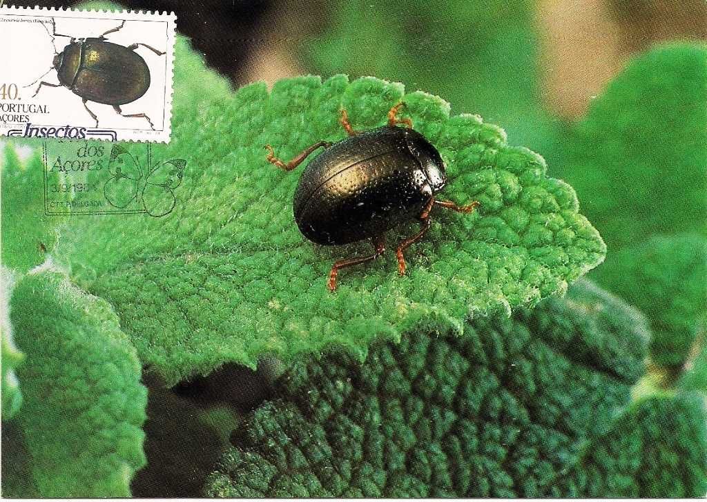 Postais Filatélicos - Insectos dos Açores - 03/09/1984