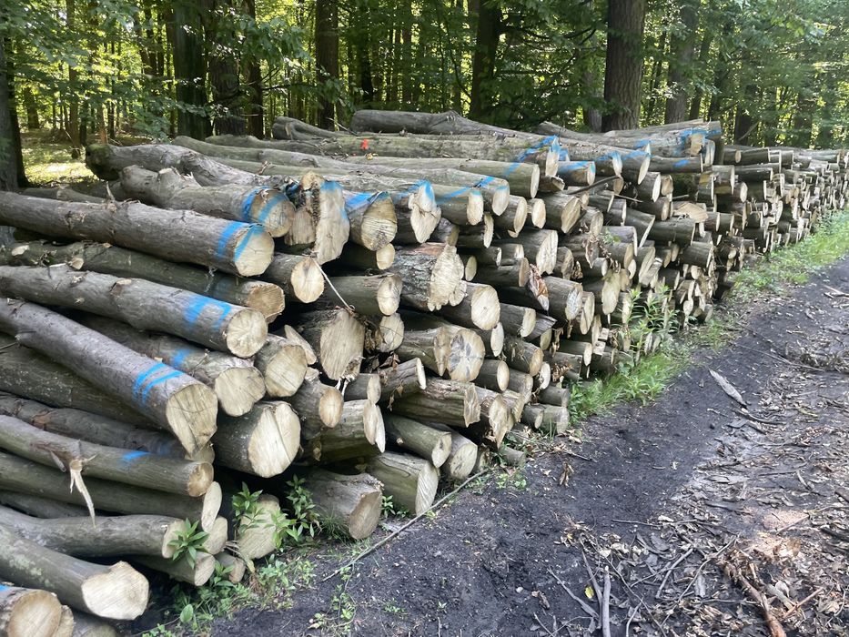 Drewno drzewo grabowe kominkowe opałowe grube