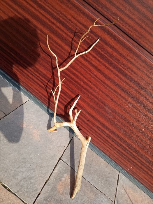 Ładny, średni naturalny korzeń do akwarium