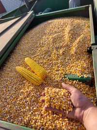 Продам кукурудзу урожай 2023р