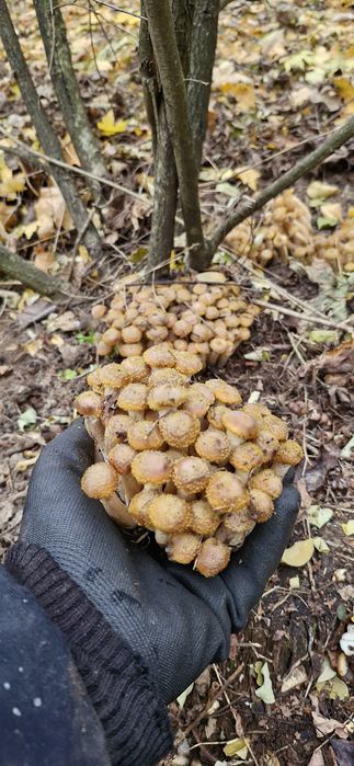 Мариновані гриби опеньки 2025р.