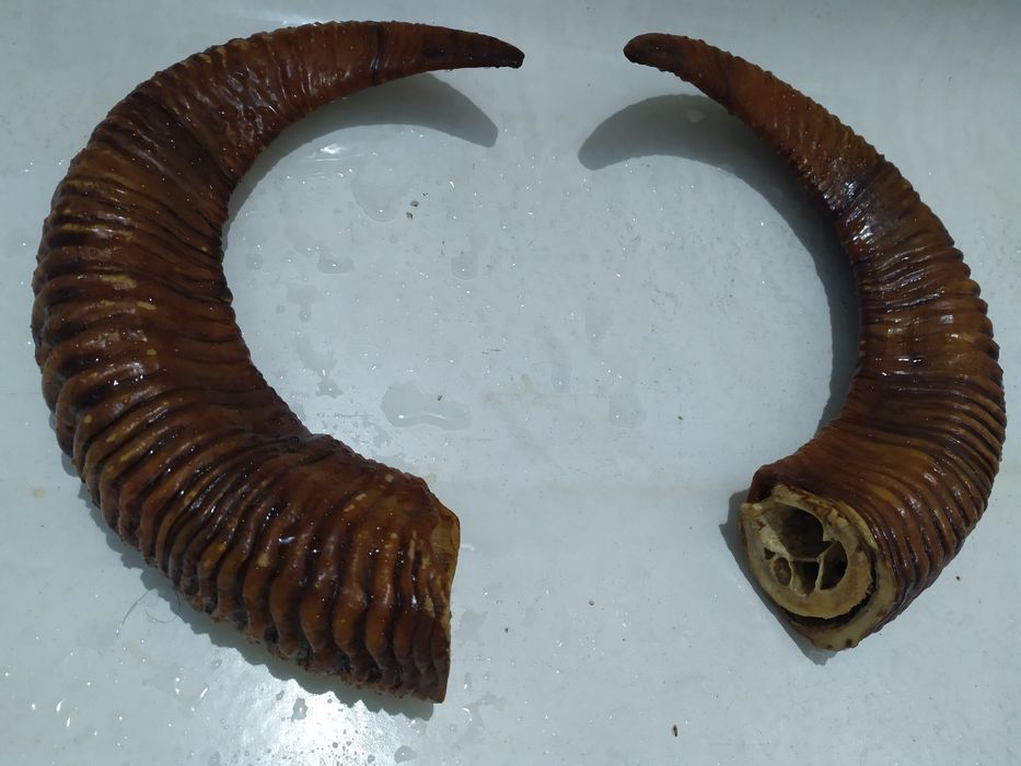 Рога животных  продам хороший экземпляр