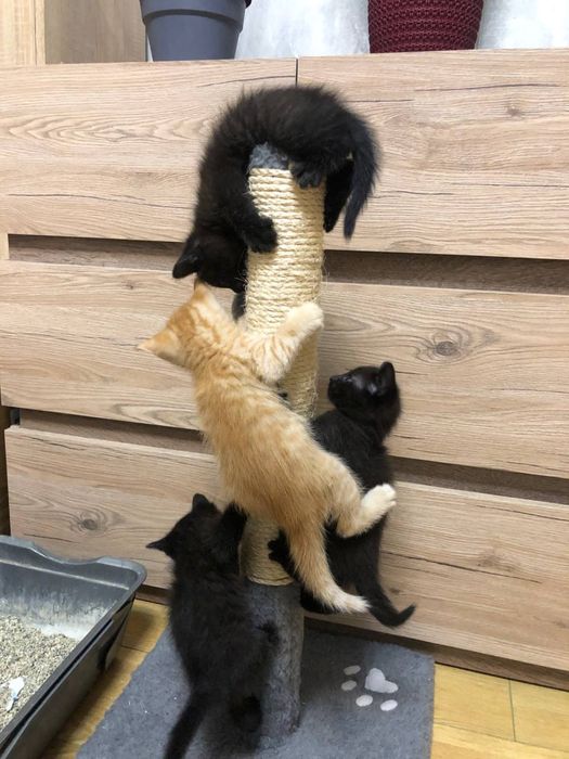Коти віддам в добрі руки