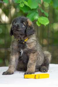 Leonberger - z ZKwP