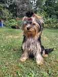 Suczka Yorkshire Terrier - drobniutka