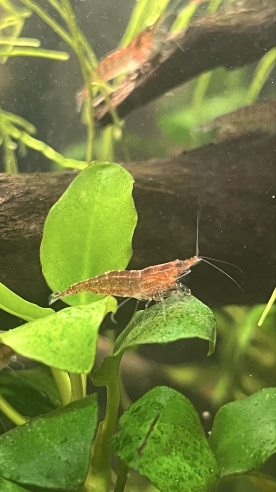 krewetki Red Cherry