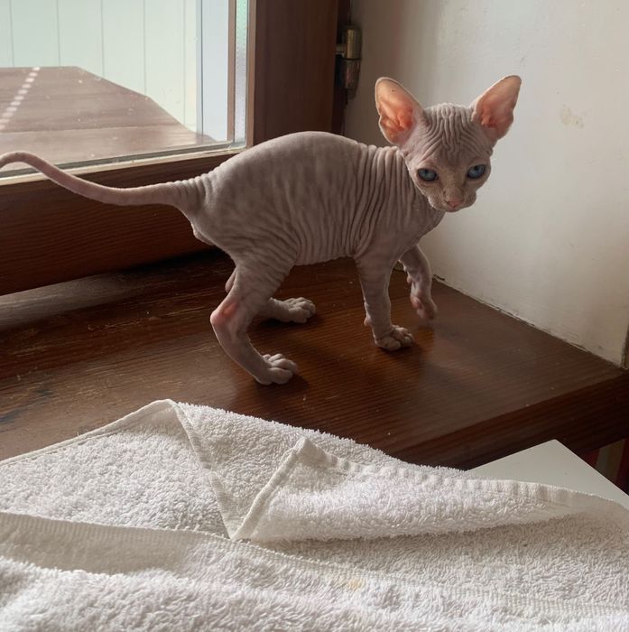 Канадский сфінкс хлопчик у розведення.  вік 1,5 місяці