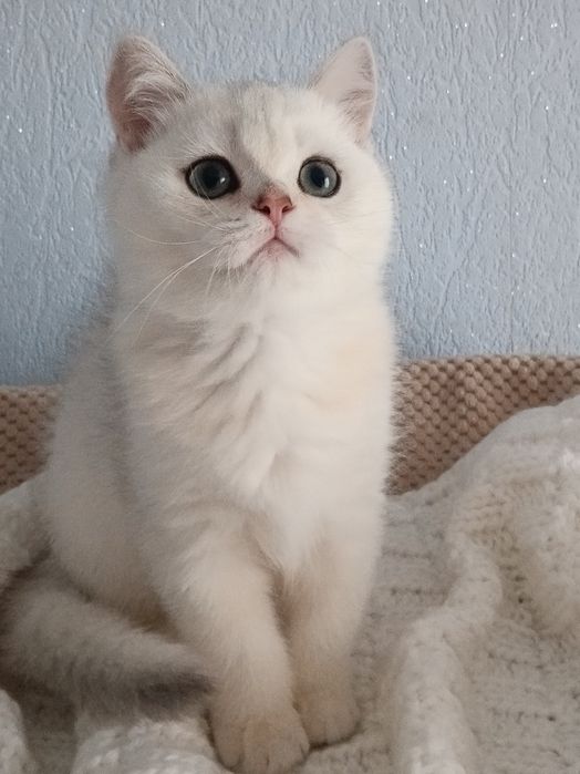 Срібна шиншилла, хлопчик