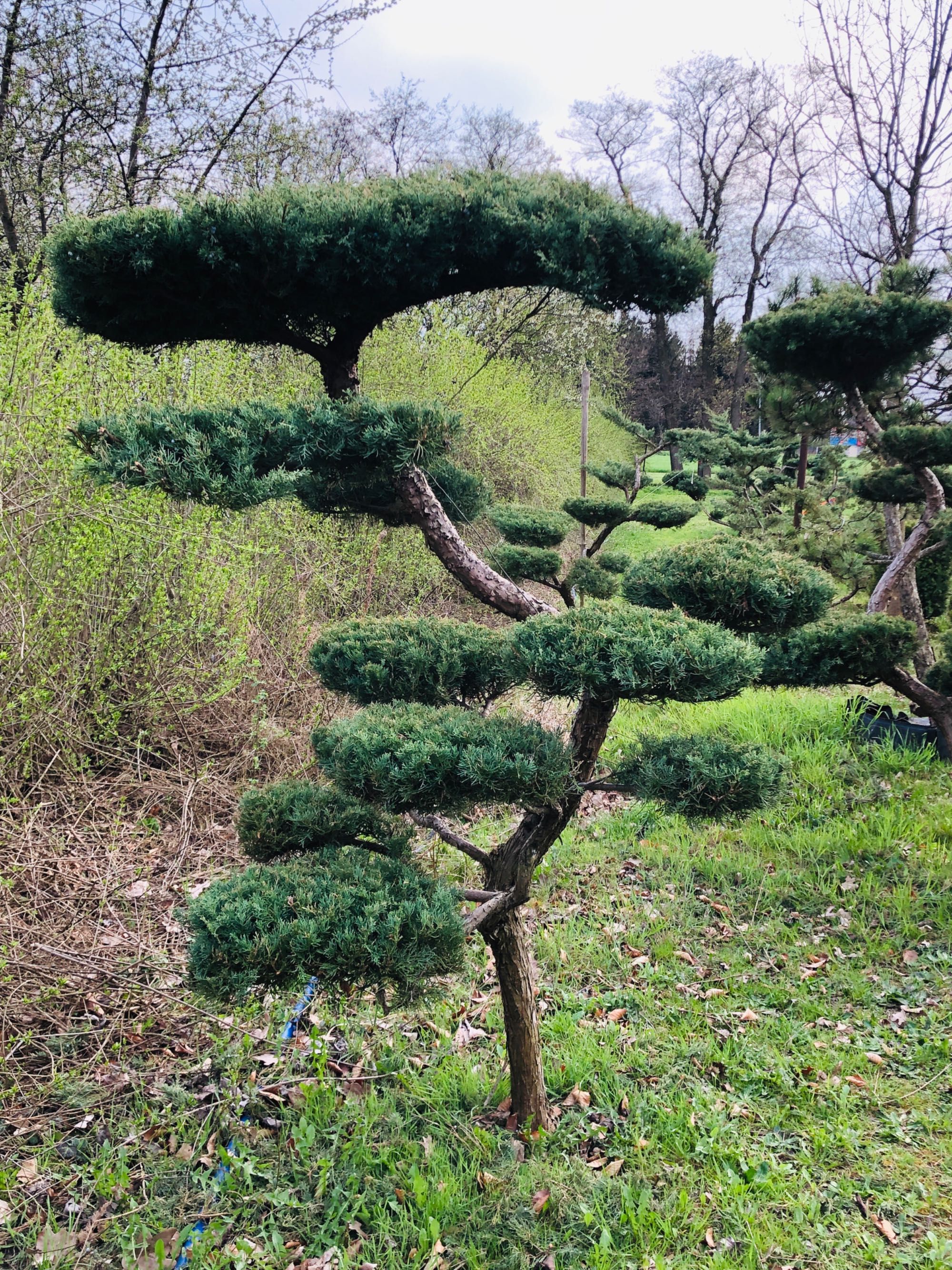 Bonsai , duże drzewo formowane