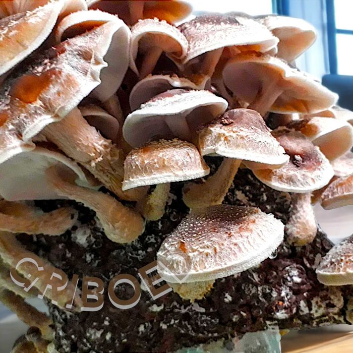 2 грибных блока ШИИТАКЕ. Выращивайте дома ПОЛЕЗНЫЕ ГРИБЫ, это просто!