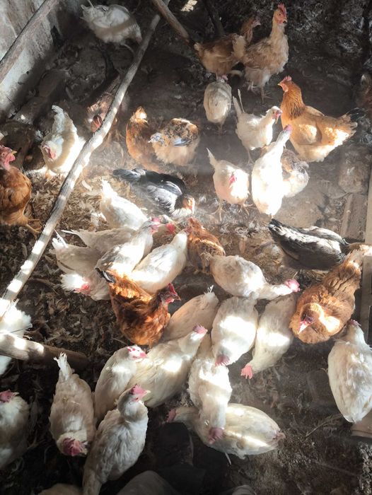 Продаются куры несушка и домашние.