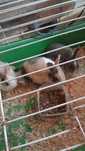 Coelhos anões para venda