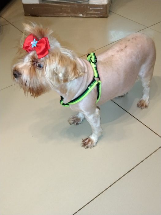 York goldust dorosła suczka