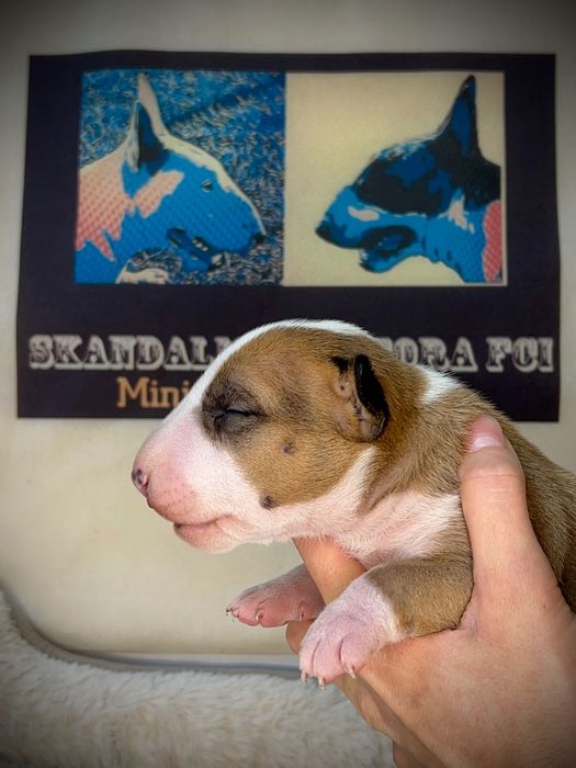 Bullterrier miniaturowy, bulterier miniaturowy