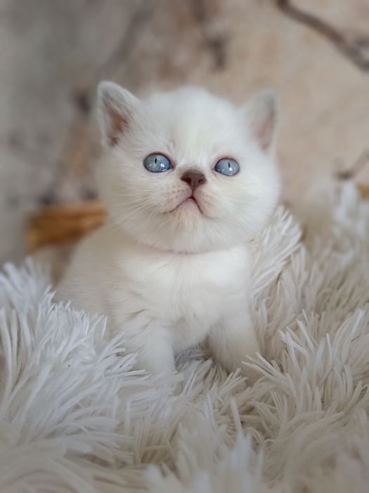 Brytyjska kotka point