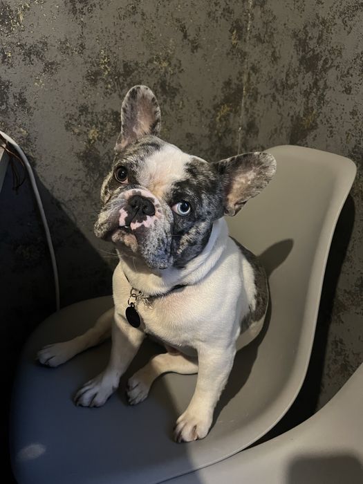 французский бульдог вязка