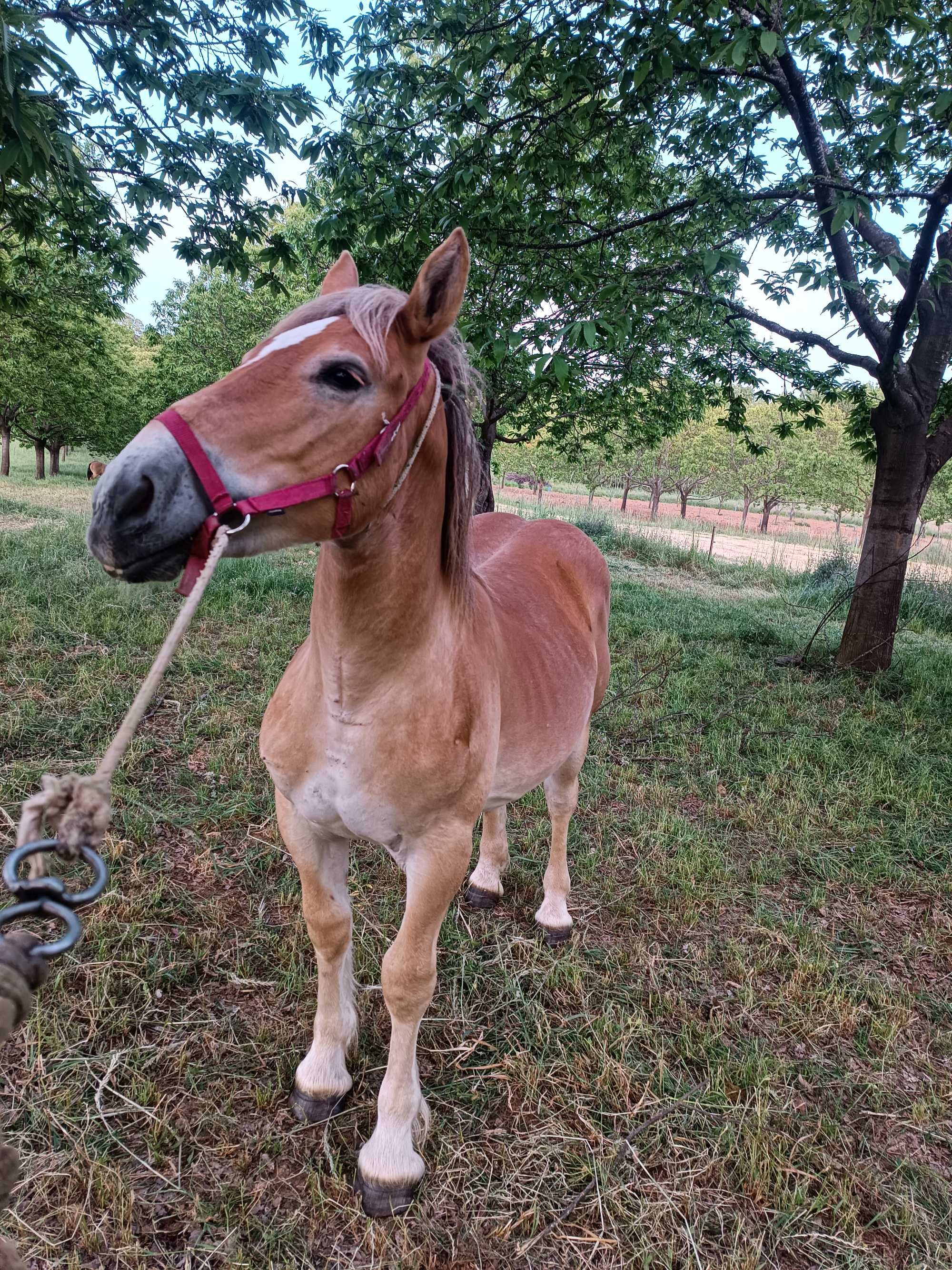 Poldros com 8 e 9  meses