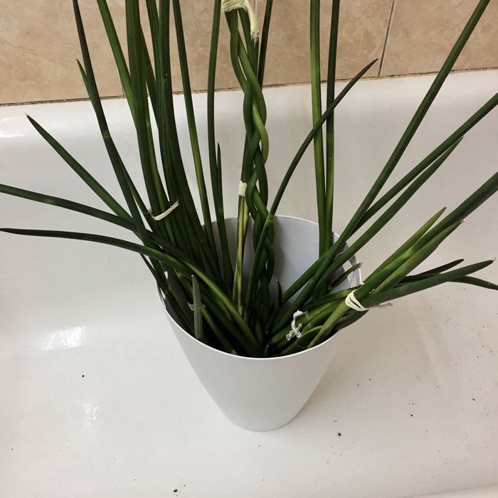 Растения Сансевьерия Трубчатая Sansevieria Francisii