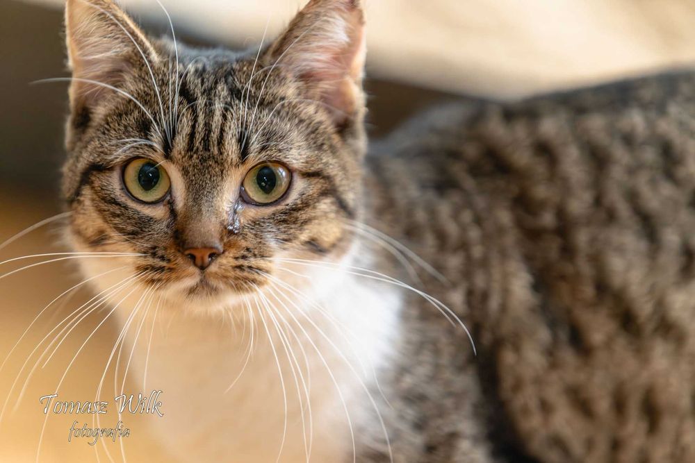 Bogusia szuka domu !