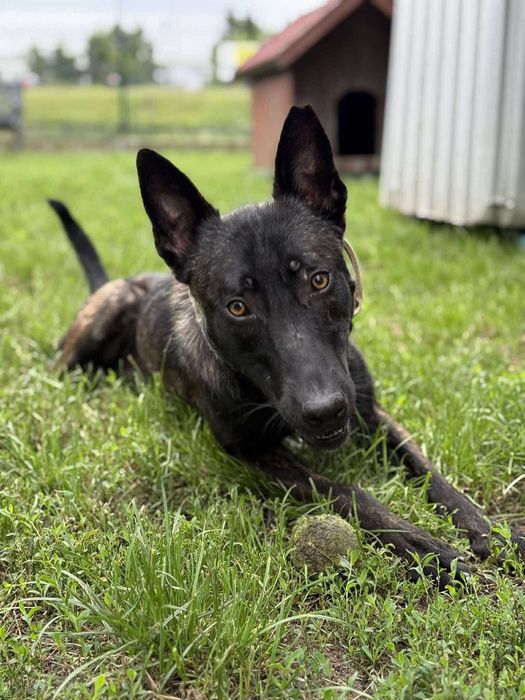 Inteligentny i aktywny Asgard w typie owczarka holenderskiego - 301/25