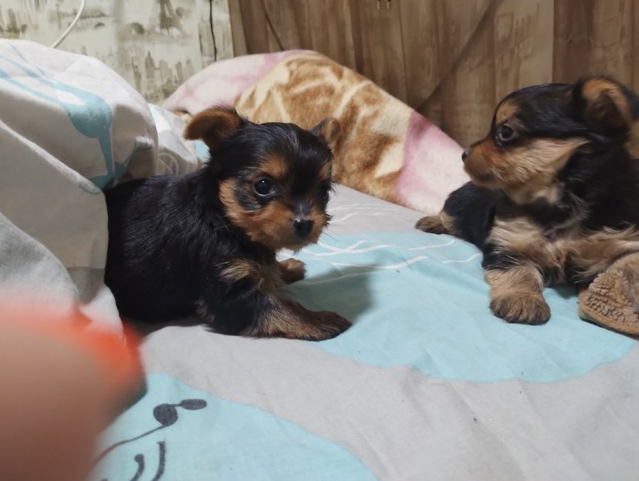 Йоркширський тер'єр