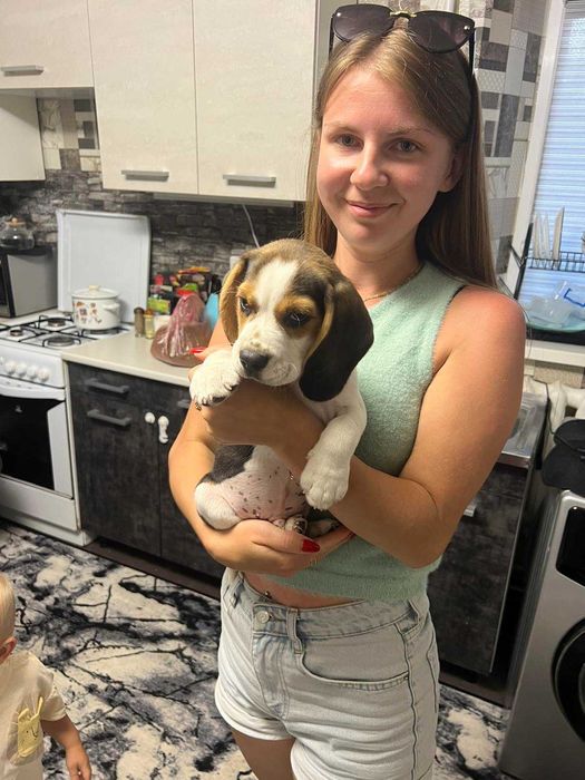 Чемпіон бігль, Вінниця