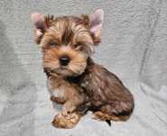 Yorkshire terrier Ocean Pearl suczka