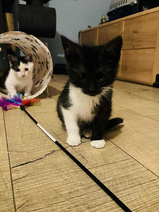 cudne maluszki szukaja razem domku