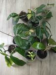 Хойя Hoya Imperialis red та інші