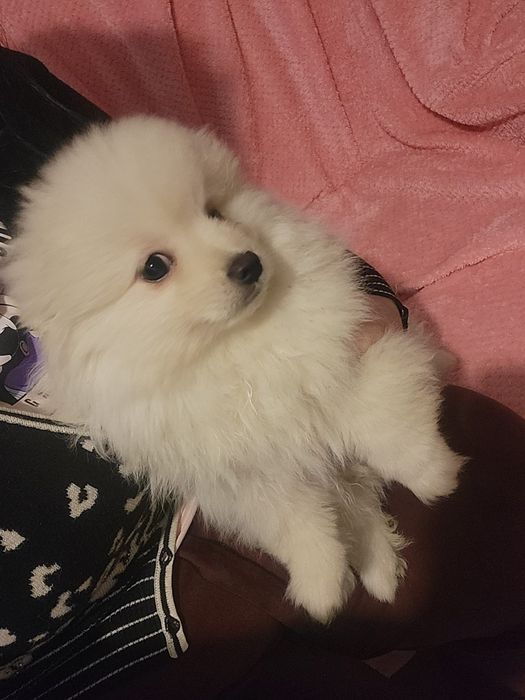 Szpic miniaturowy pomeranian