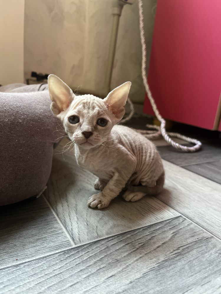 Котята донского сфинкса