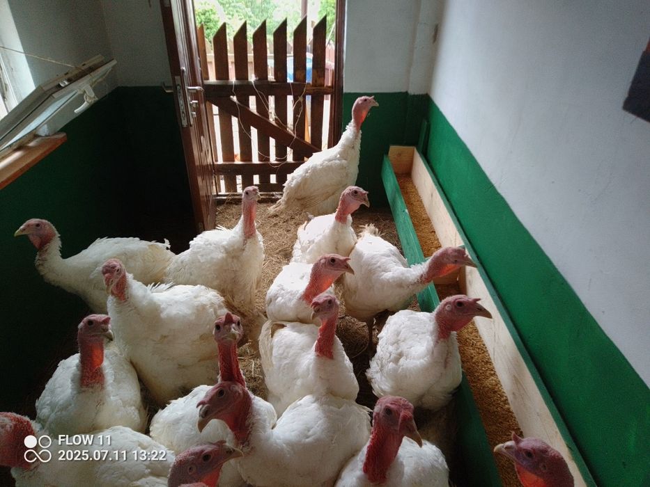 Indyk Mięso z indyka