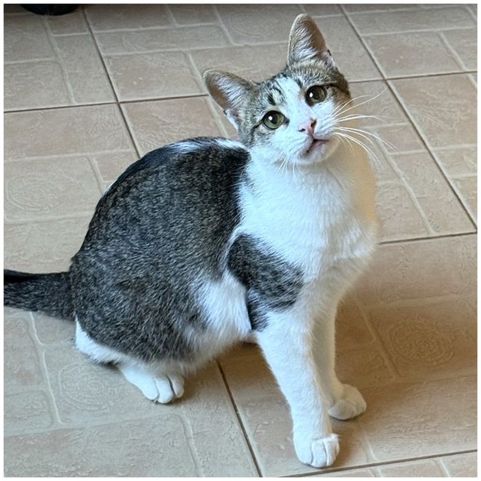 молода кішечка, ніжна, добра, щеплена, стерильна, шукає дім