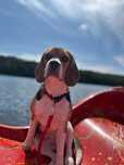 Oddam tylko w dobre ręce – 5-miesięczna suczka rasy beagle