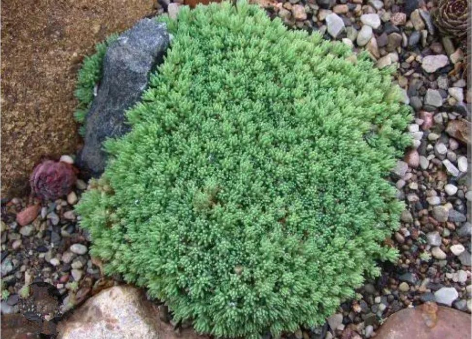 Кипарисовый молочай,очиток седум, садовая гвоздика.