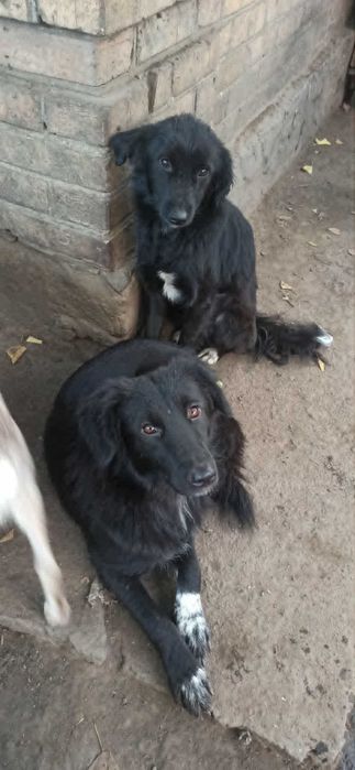 Podaruj dom cudnej dziewczynce potrzebuje domu