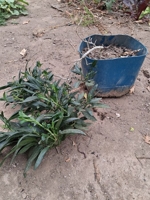 Pêra Melão (Cucumis sativus)