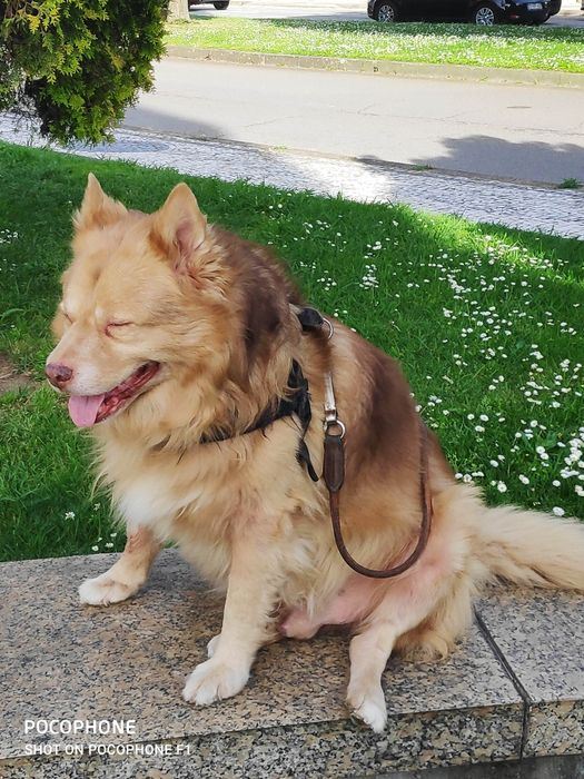 Doação de cão idoso de 16 anos.