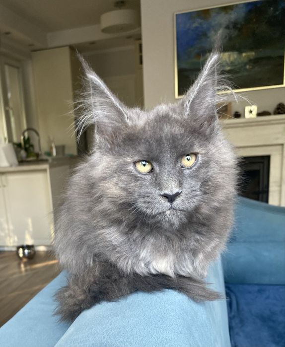 Blue cream kotka maine coon EXTASY Enklawa*PL