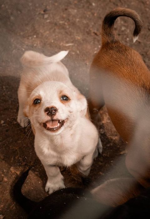 Отдам даром в добрые руки щенков метисы маленькой породы
