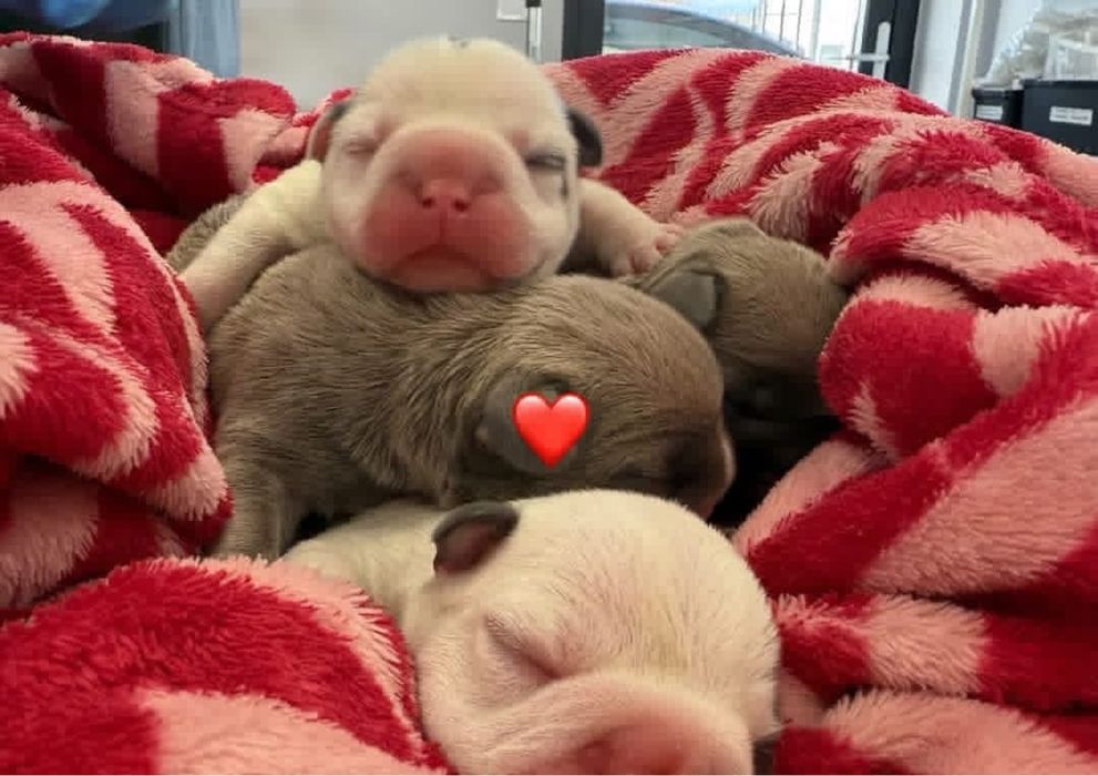 Buldog Francuski szczeniaki