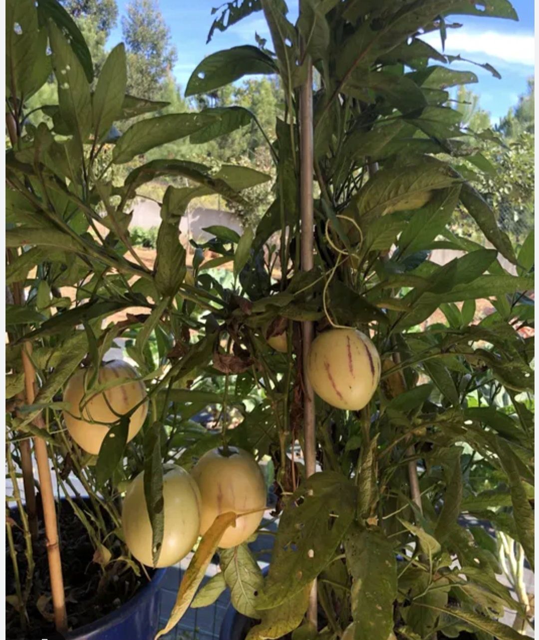 Pêra melão   plantas